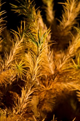 Larix kaempferi, leptolepsis 'Blue Dwarf' - modřín japonský - jehlice podzim